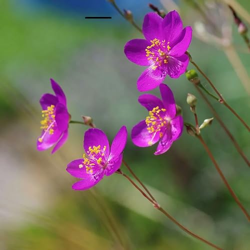 talinum flower seeds flower