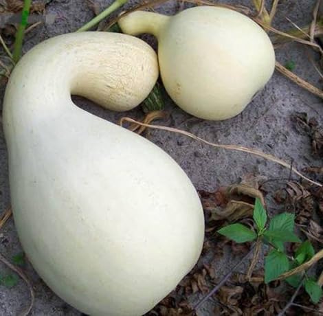 White cushaw Pumpkin vegetable seeds for Home Gardening, Easy Grow Culinary Garden for kitchen garden planting
