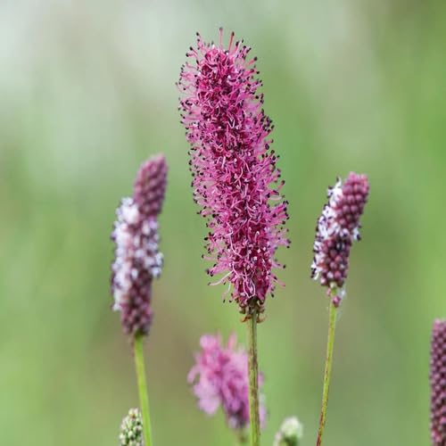 Purple Sanguisorba Flower Seeds