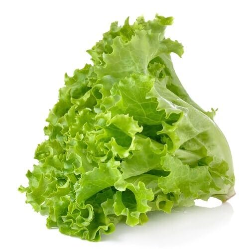 Green Lettuce . vegetable seeds - Heirloom, Organic, Non Gmo Garden Seeds for kitchen garden planting