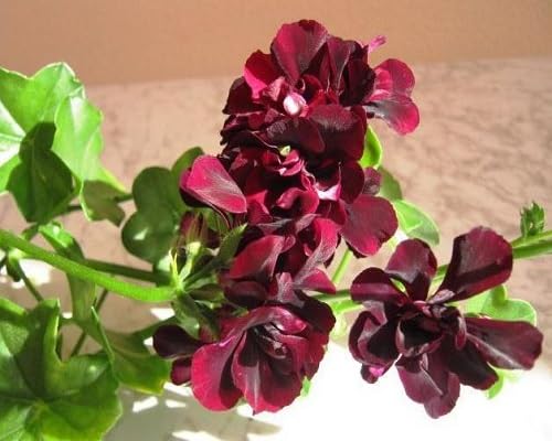 Maroon Geranium Flower Seeds