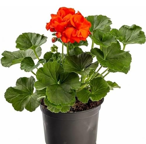 Red Bonsai Geranium Flower Seeds