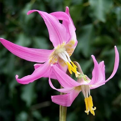Pink Erythronium Flower Seeds