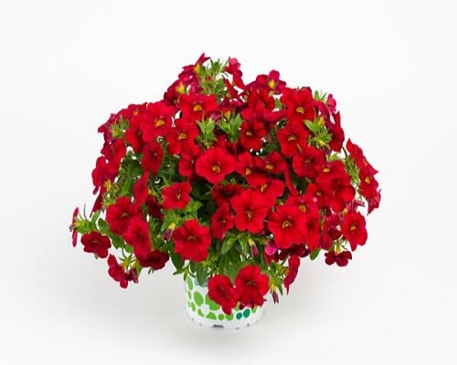 Red Calibrchoa Flower Seeds
