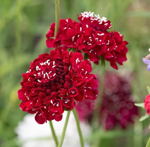 Red Scabiosa Flower Seeds