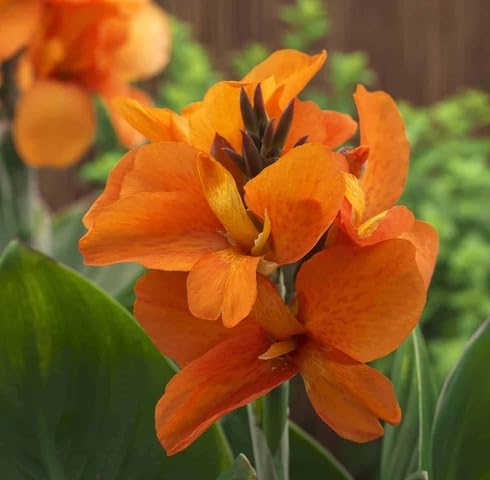 Orange Canna Lily Flower Seeds