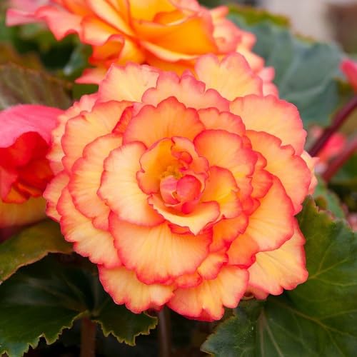 Pink Giant Carnation Flower Seeds