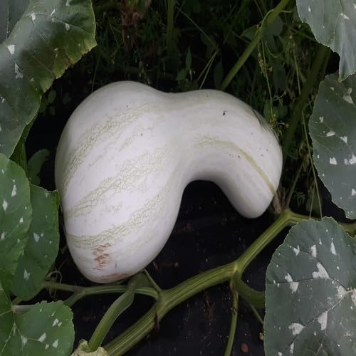 White Cushaw vegetable seeds - Heirloom, Organic, Non Gmo Garden Seeds for kitchen garden planting