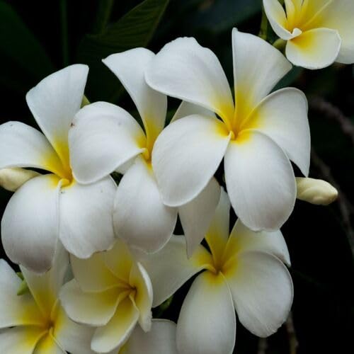 Plumeria Flower Seeds