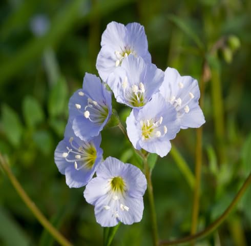 White Polemonium Flower Seeds