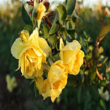 Climbing Rose Flower Seeds