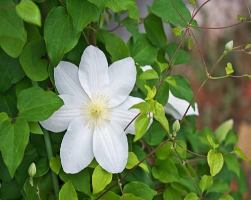 white clematis flower seeds