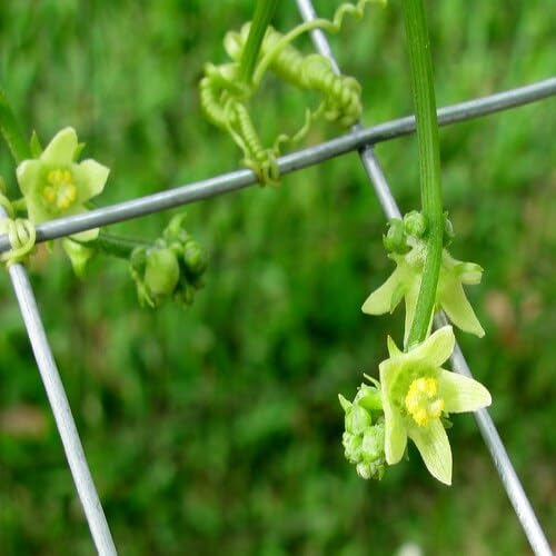 Chayote Flower Seeds
