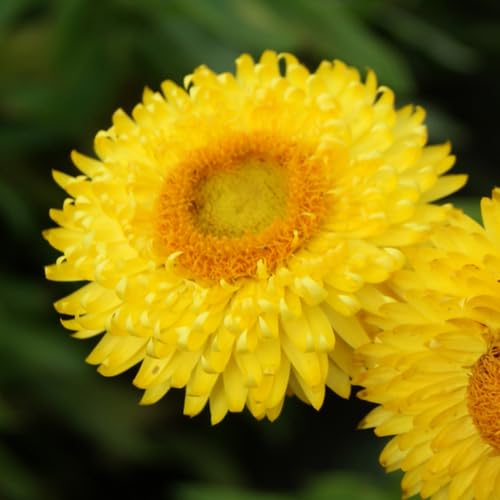 Yellow Helichrysum Flower Seeds