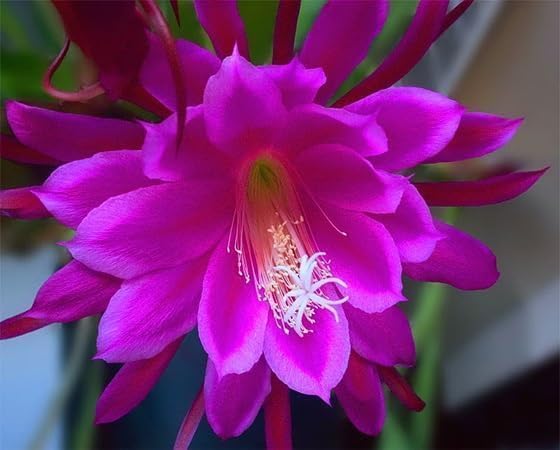 Epiphyllum Flower seeeds