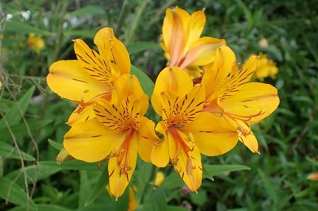 Alstroemeria Flower Seeds