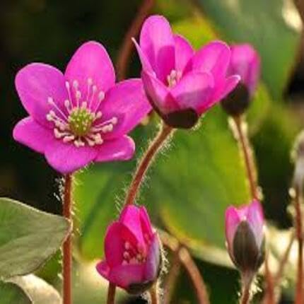 Pink Hepatica Nobilis Flower Seeds