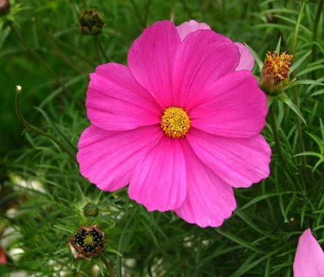 Pink Dark Cosmos Flower Seeds - Heirloom Non GMO High Germination Premium Garden Seeds for Planting