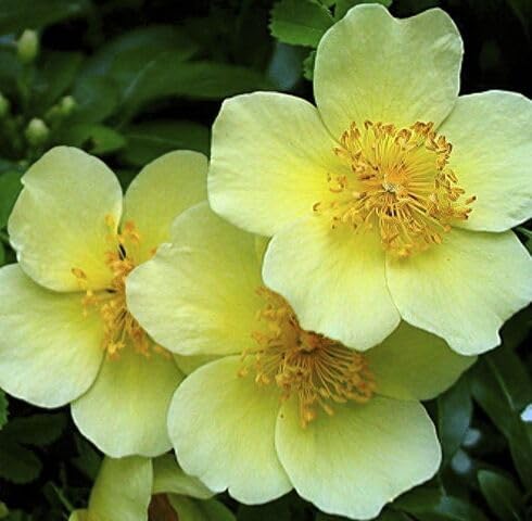Yellow xanthina Flower Seeds