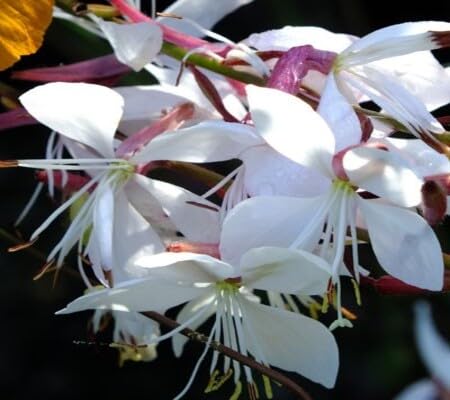 Gaura Flower Seeds