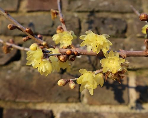 yellow chimonanthus flower seeds
