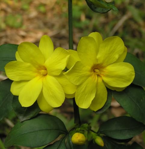 Yellow Jasmin Flower Seeds