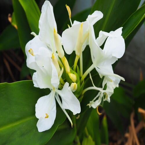 White hedychium coronarium Flower Seeds