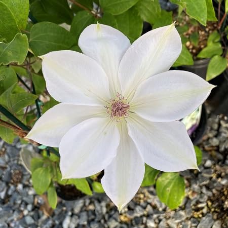Clematis Flower Seeds