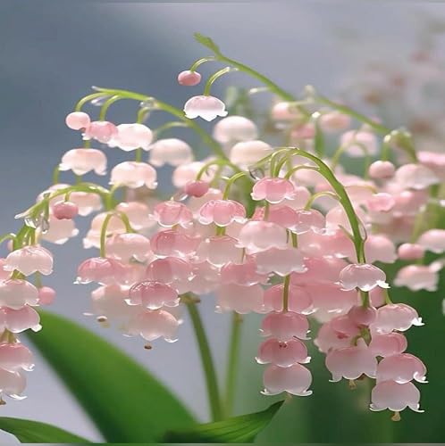Pink Lily The Valley Flower Seeds