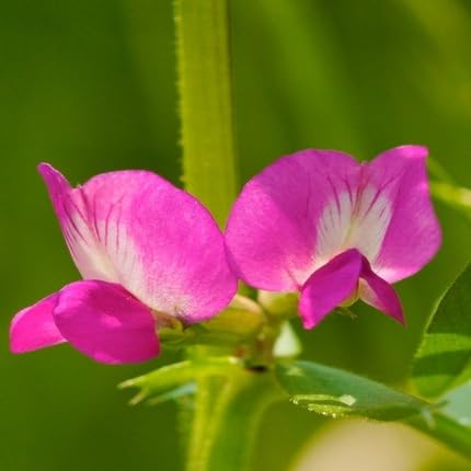 Pink Vetch Flower Seeds