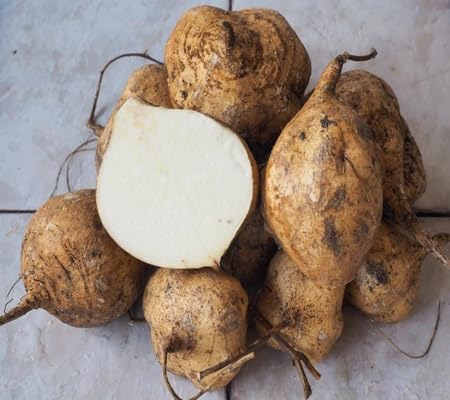Jicama Vegetablet Seeds vegetable seeds - Heirloom, Organic, Non Gmo Garden Seeds for kitchen garden planting