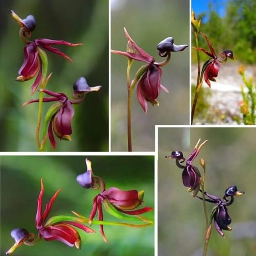 Maroon Atrosanguineus Flower Seeds