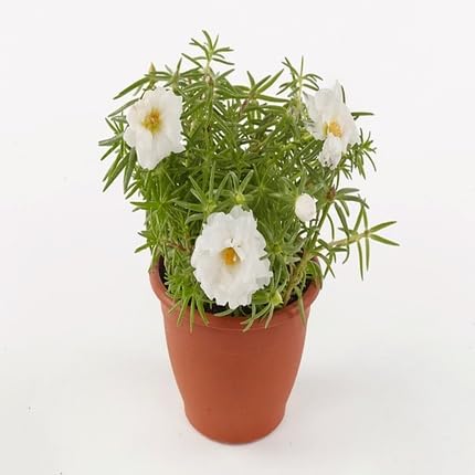 Portulaca Flower Seeds