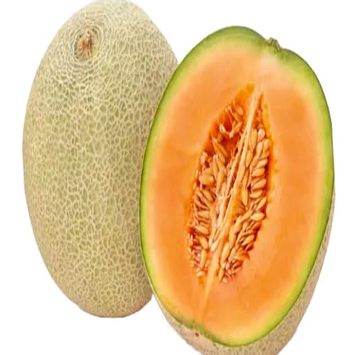 Cantaloupe Fruit fruit seeds for organic garden planting