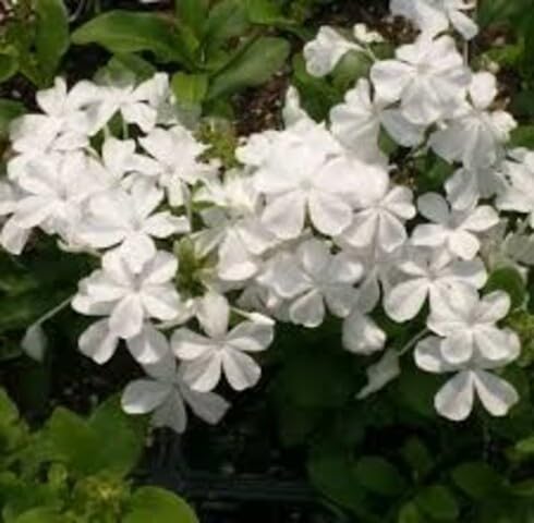 White Plumbago Flower Seeds