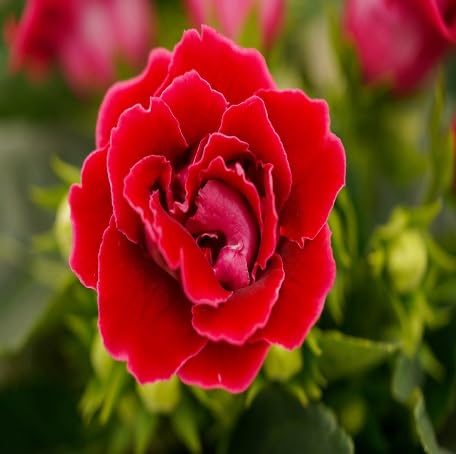 Red Gloxinia Flower Seeds Easy Grow Blossoms for Pots and Patio Gardens for Colorful Garden
