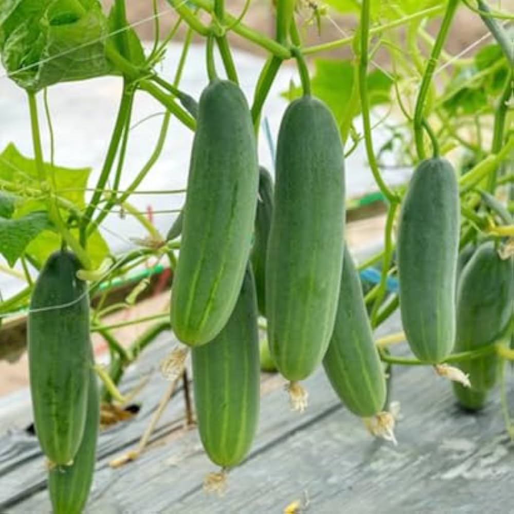 green cucumber easy grow fruit vegetable seeds