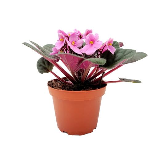 Pink Saintpaulia Flower Seeds