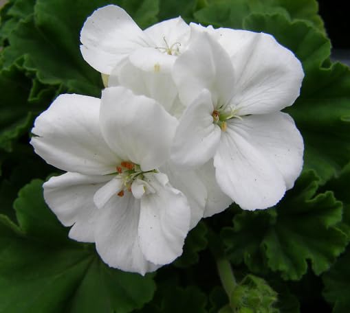 White Pelargonium Flower Seeds