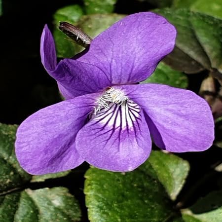 Purple Riviniana Flower Seeds