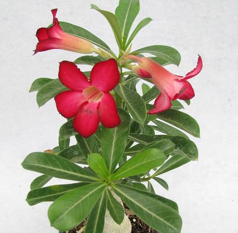 Red Adenium Obesum Flower Seeds