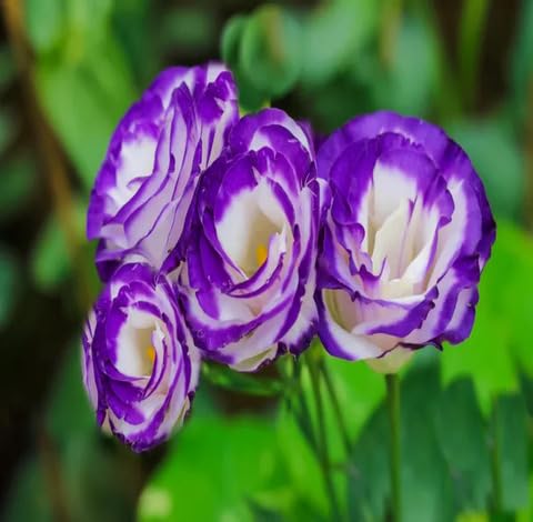 White Purple Eustoma Flower Seeds