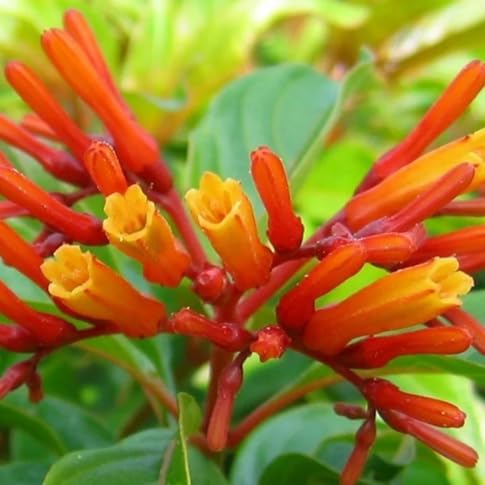 Hamelia Flower Seeds