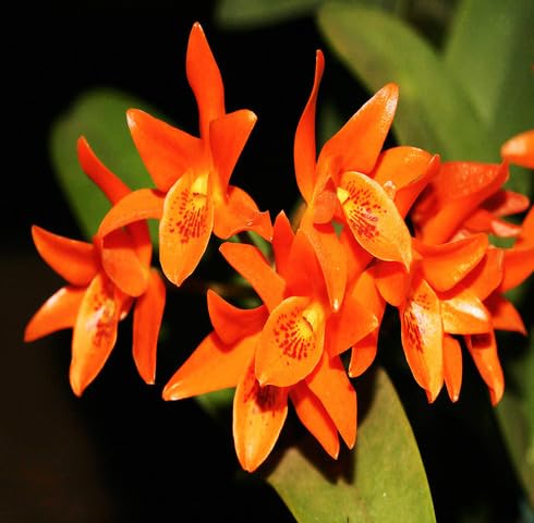 Orange Guarianthe Flower Seeds