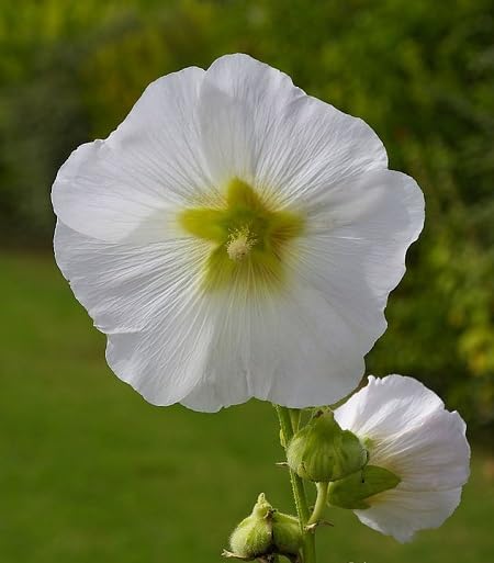 White Hollyhock Flower Seeds