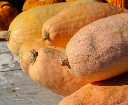 Giant Pink Banana Squash Plant vegetable seeds for Home Gardening, Easy Grow Culinary for kitchen garden planting
