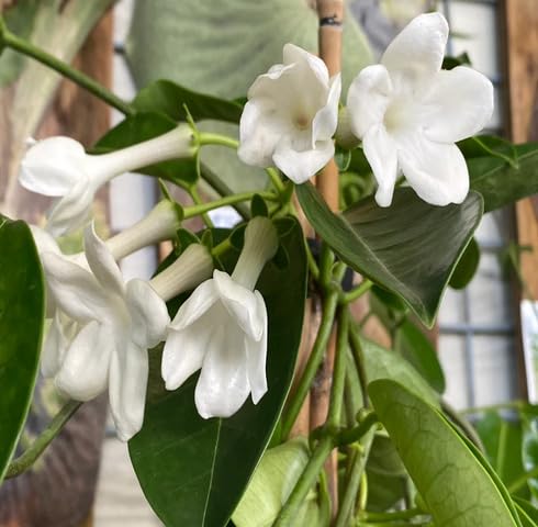 White Loroco Flower Seeds