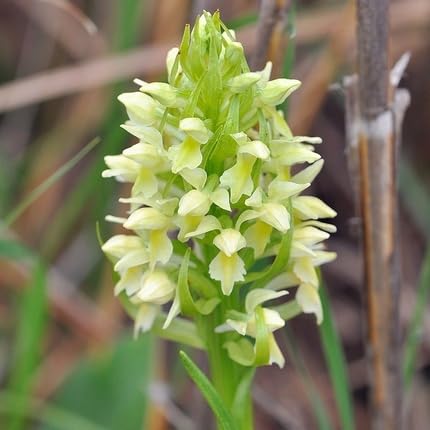 Yellow Dactylorhiza Flower Seeds