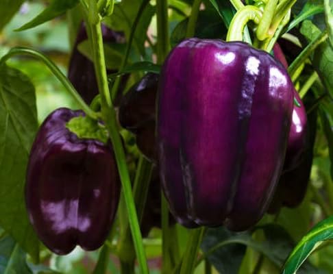 Purple Pepper vegetable seeds for Home Gardening, Natural Farm Fresh Gardening Choice for kitchen garden planting