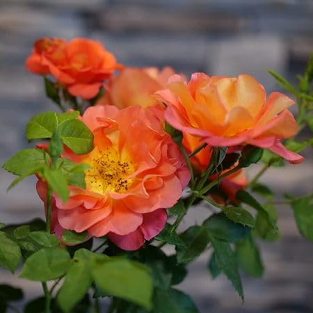 Orange Rare Rose Flower Seeds